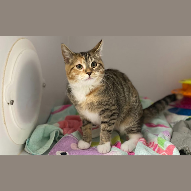 Photo of Juno