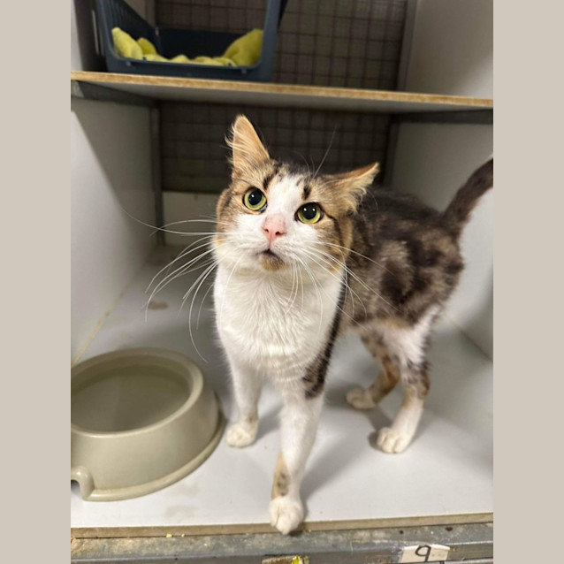 Photo of Sausage Roll