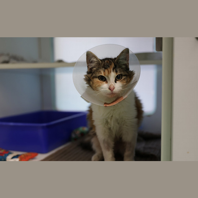 Photo of Kiki