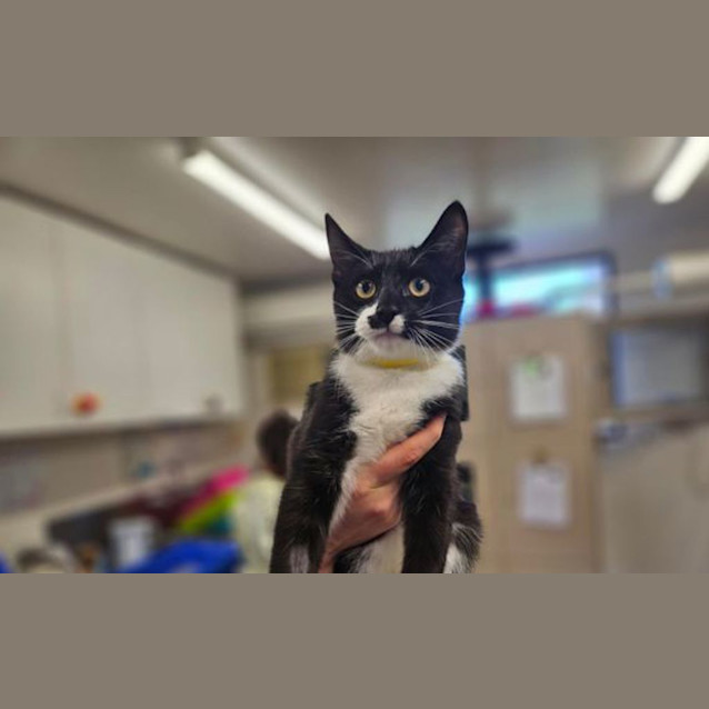 Photo of Atticus