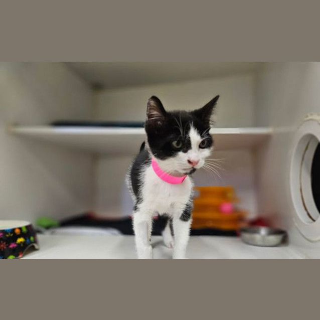 Photo of Coconut