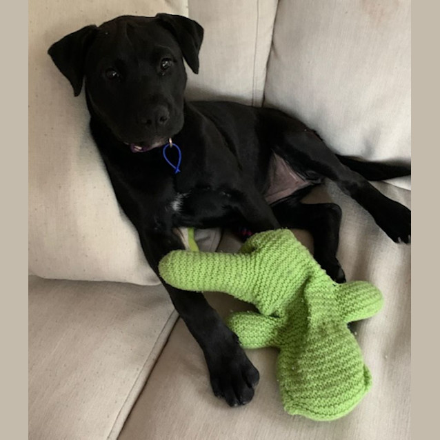 Photo of Estella   4 Month Old Staffy X (Trial)