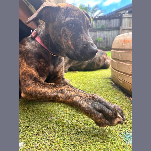 Photo of Tango