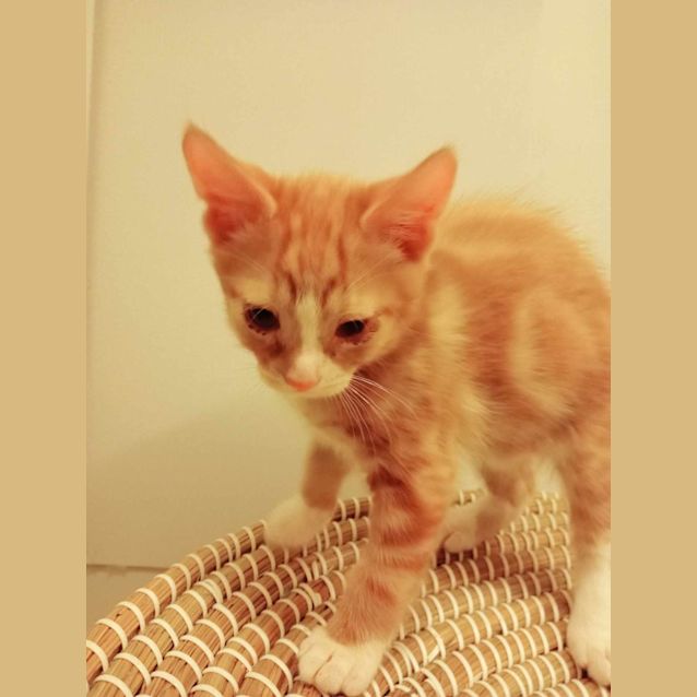 Photo of Zeus**2nd Chance Cat Rescue**