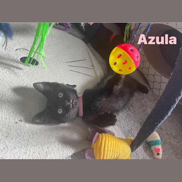 Photo of Azula**2nd Chance Cat Rescue**
