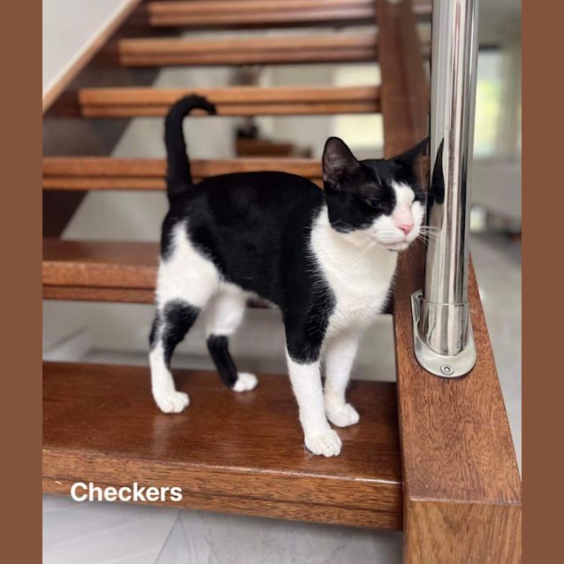 Photo of Checkers