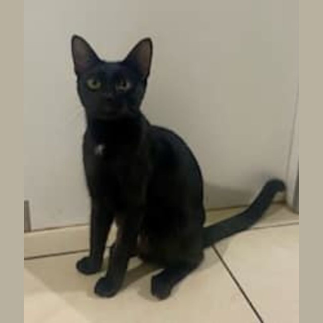 Photo of Mira