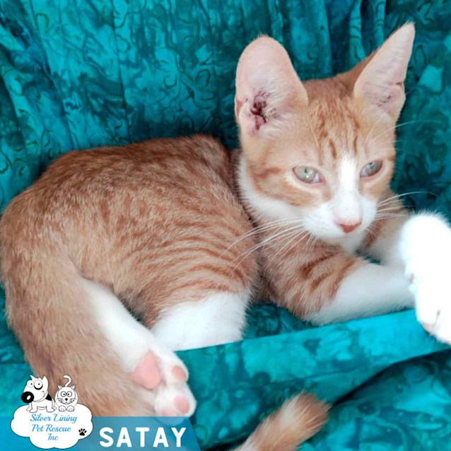 Photo of Satay