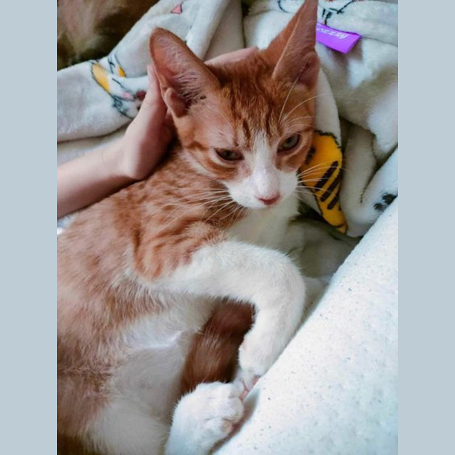 Photo of Satay