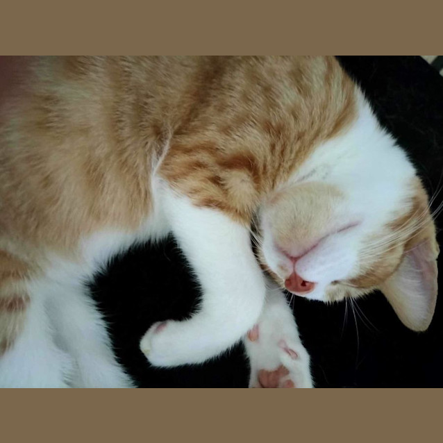 Photo of Satay