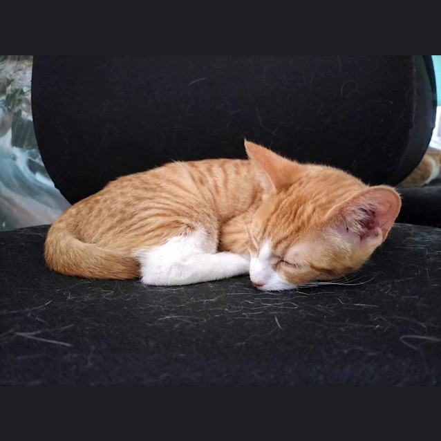 Photo of Satay