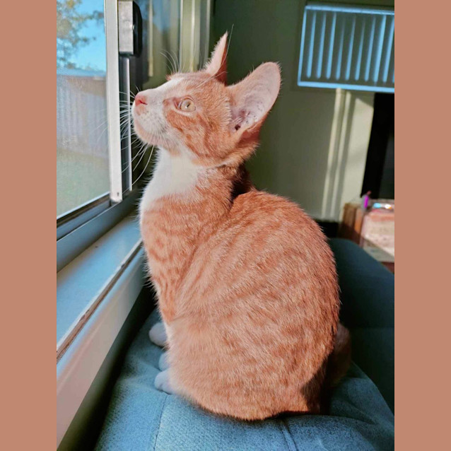 Photo of Satay