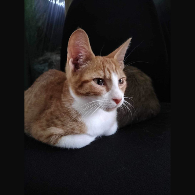 Photo of Satay