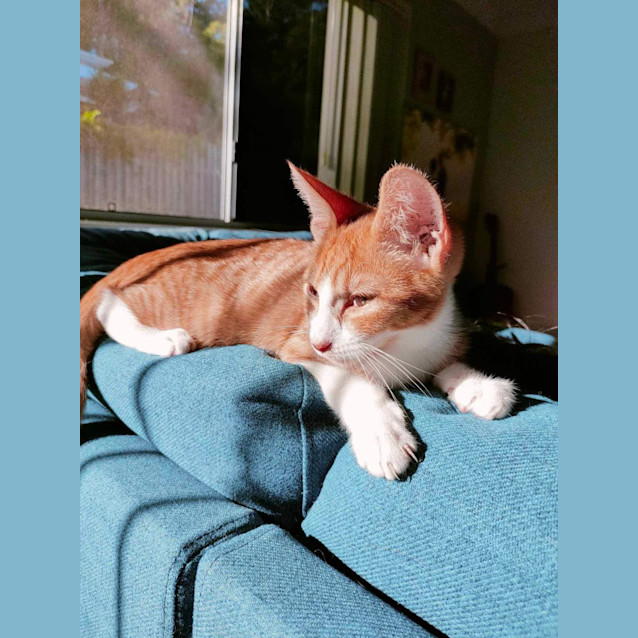 Photo of Satay