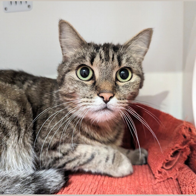 Photo of Tycho