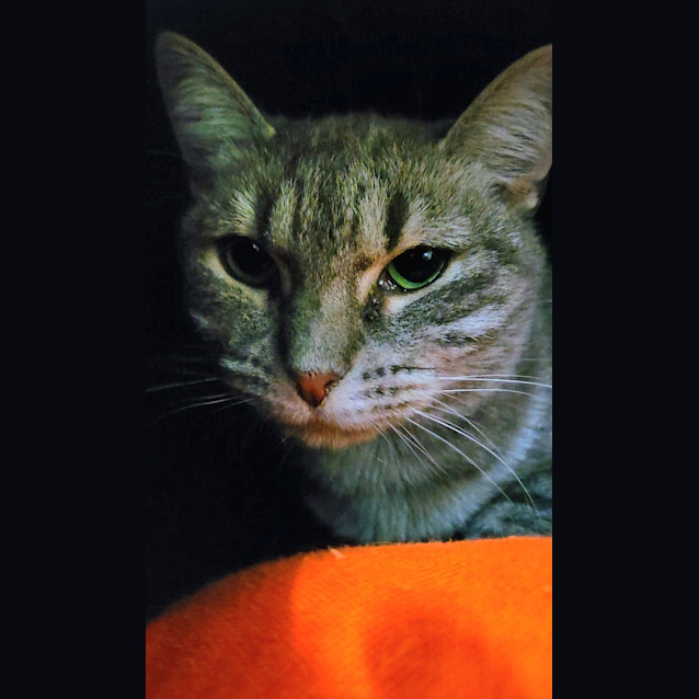 Photo of Dap