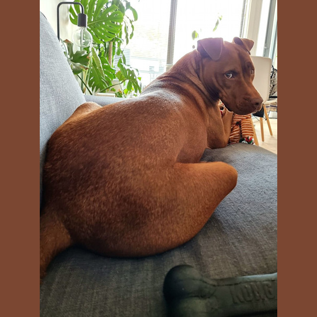 Photo of Ruby