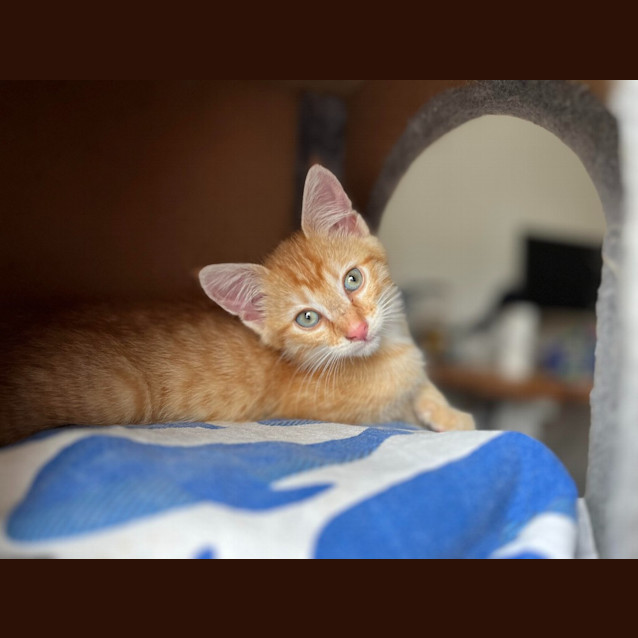 Photo of Toby