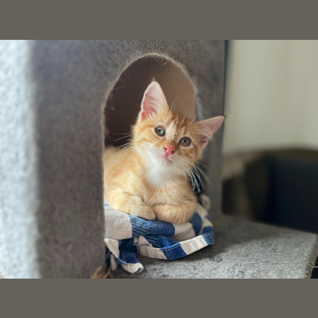 Photo of Toby