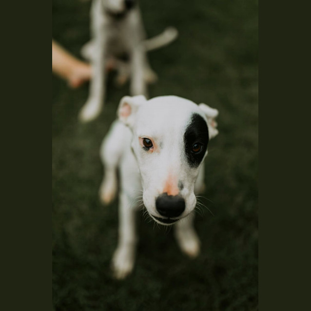 Photo of Dotti