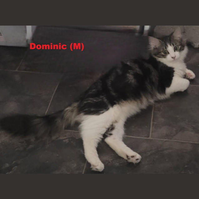 Photo of Dominic