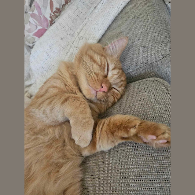 Photo of 🐾Paudie🐾