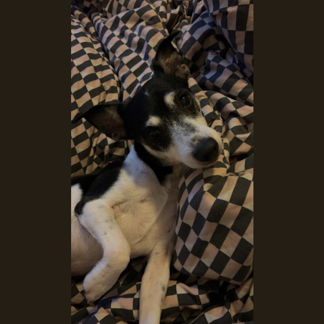 Photo of Rex