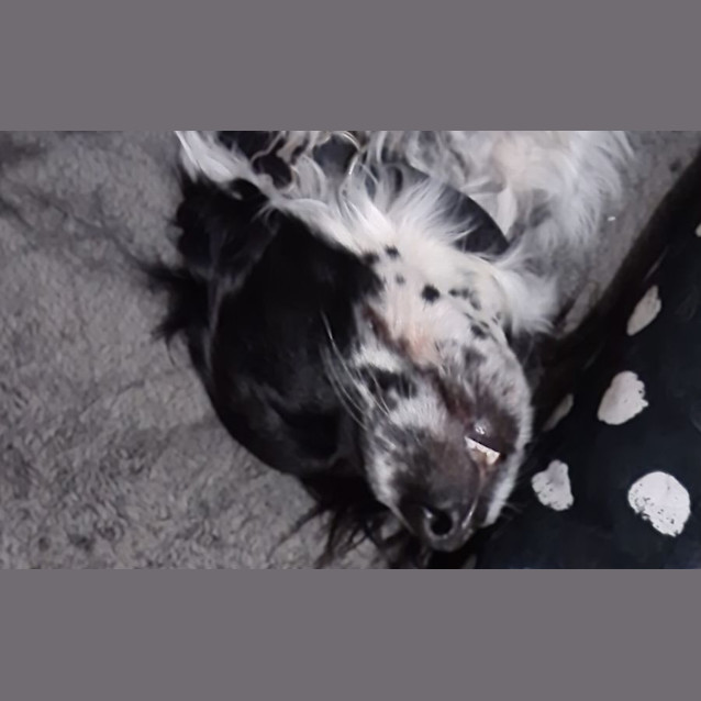 Photo of Brutus And Bella