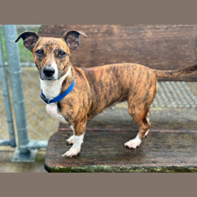 Boo Small Female Jack Russell Terrier x Staffy Dog in NSW PetRescue