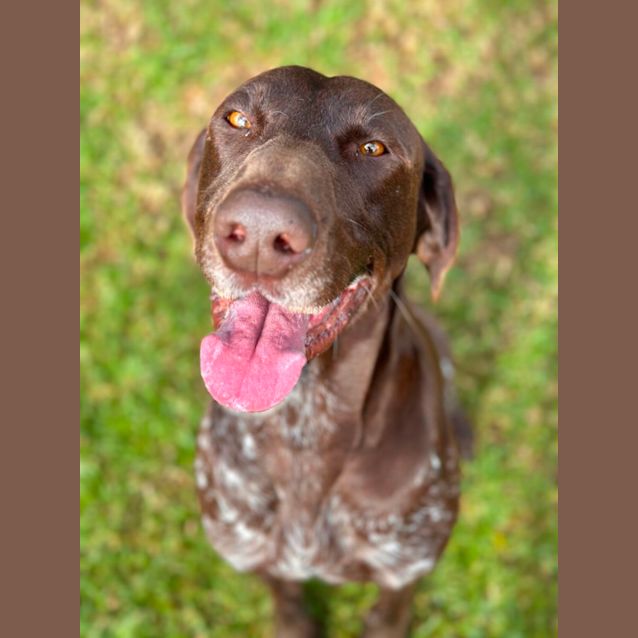 Photo of Moose