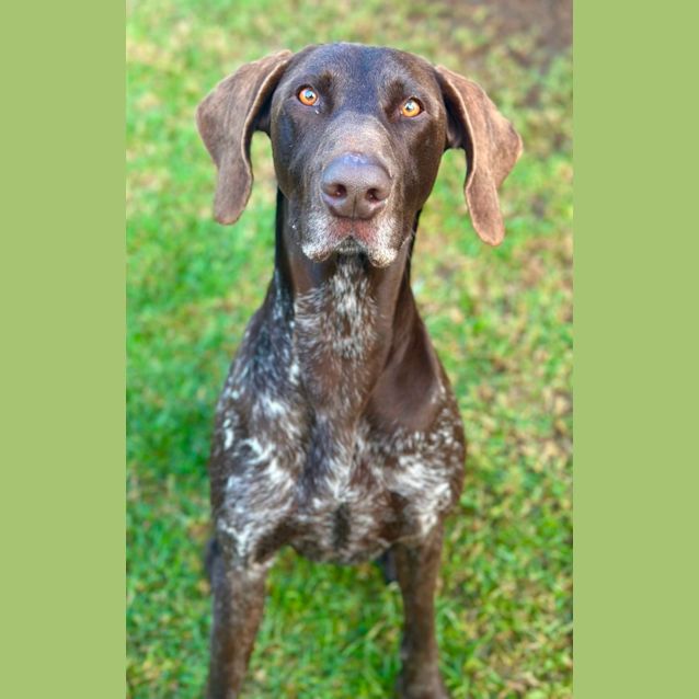 Photo of Moose