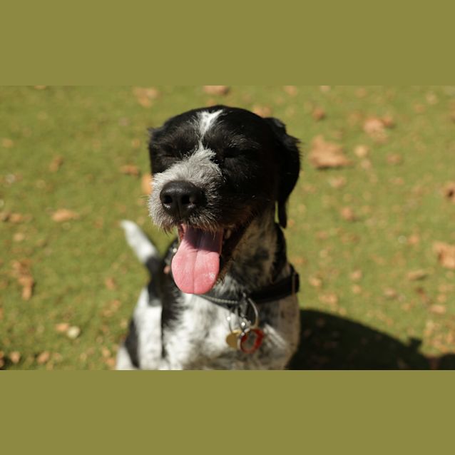 Photo of Frankie