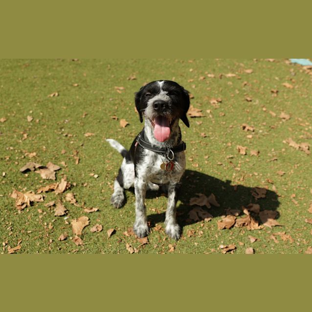Photo of Frankie