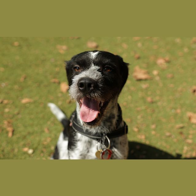 Photo of Frankie