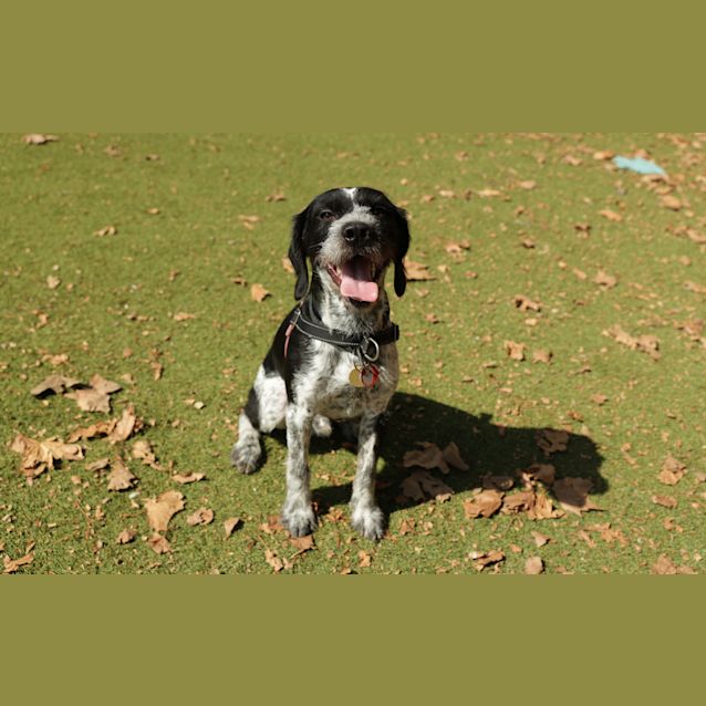 Photo of Frankie