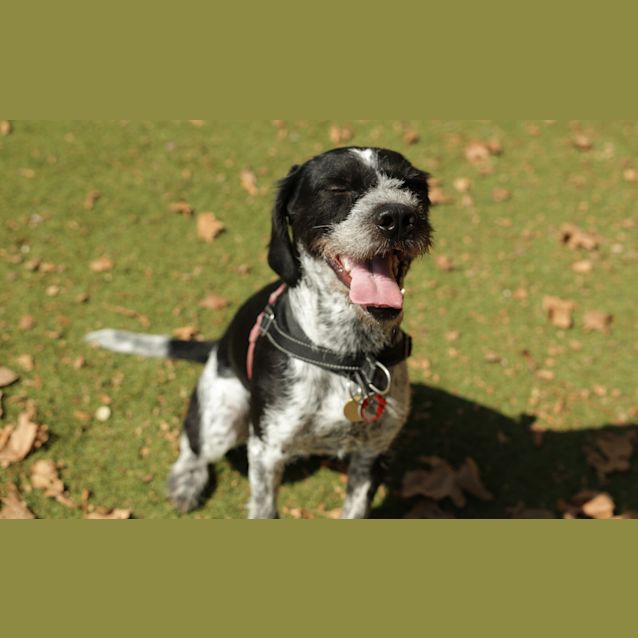 Photo of Frankie