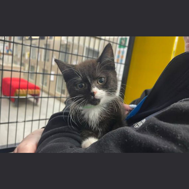 Photo of Oreo