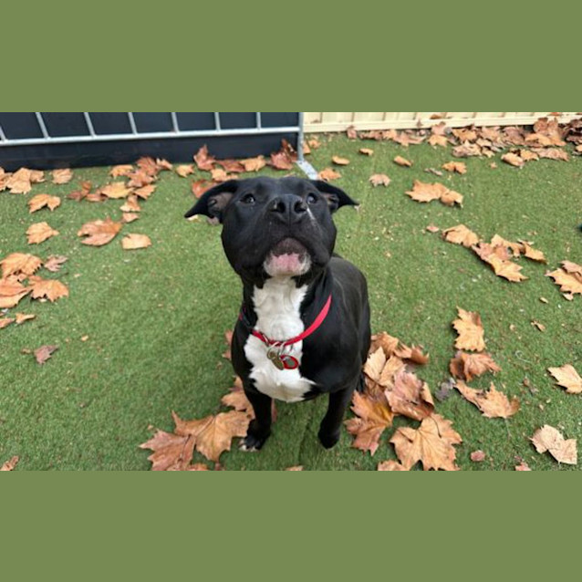 Photo of Malteser