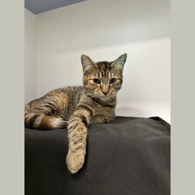 Photo of Penny