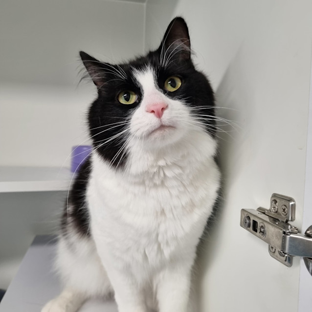 Photo of Sir Jeff Whiskers