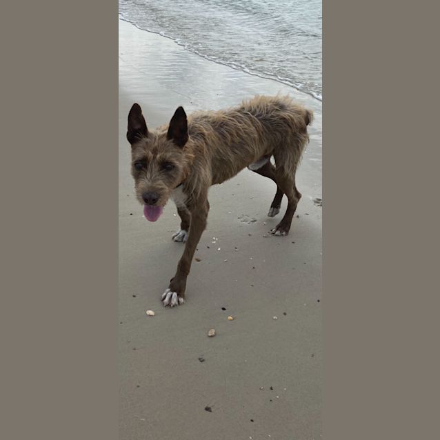 Photo of Groot   7 Year Old Wolfhound X (Trial)