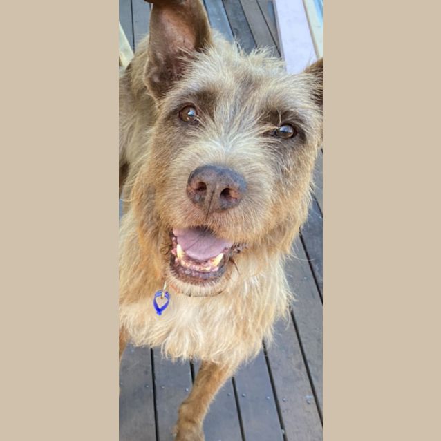Photo of Groot   7 Year Old Wolfhound X (Trial)