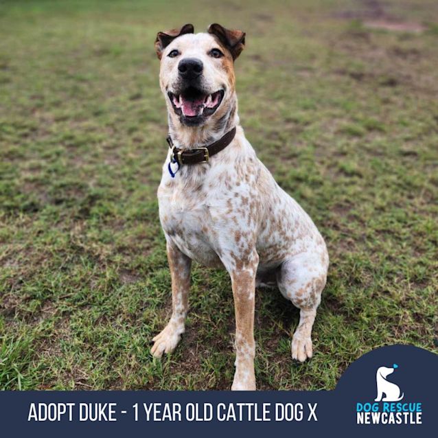 Photo of Duke   1 Year Old Cattle Dog X (Trial)