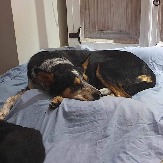Photo of Bindi