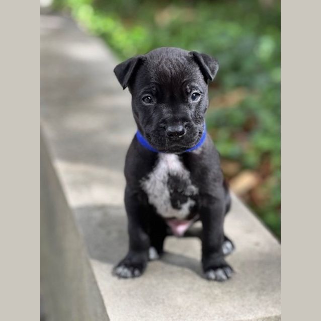 Photo of Yoshi