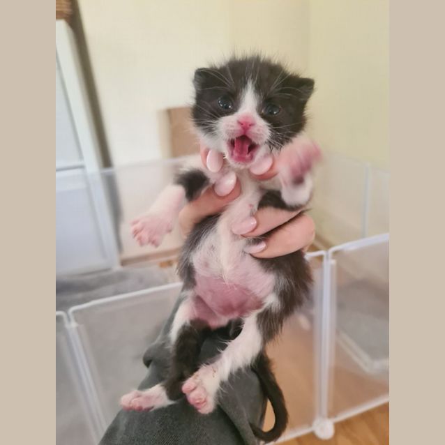 Photo of Oreo