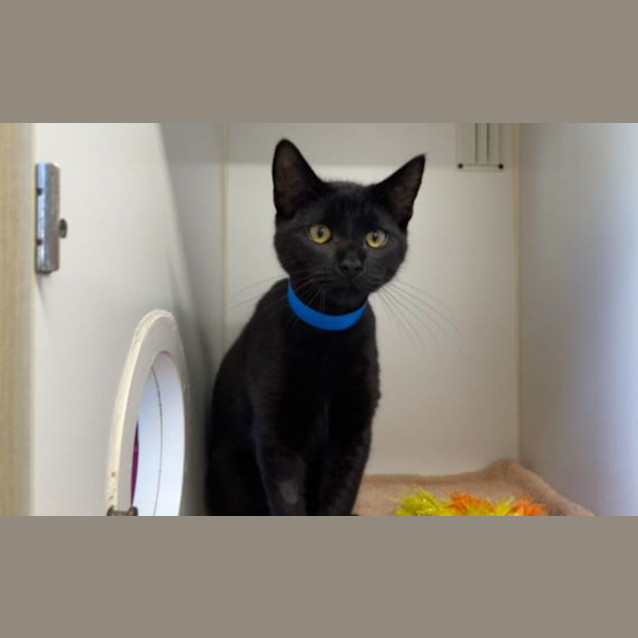 Photo of Midnight