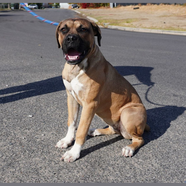 Photo of Mazikeen (Mazzy)