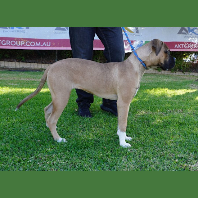 Photo of Mazikeen (Mazzy)