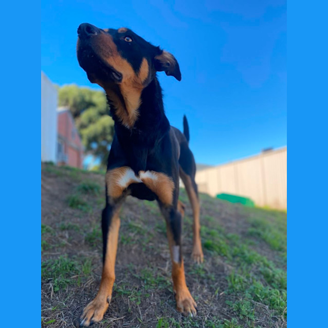 Photo of Cujo